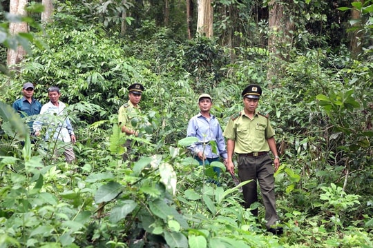 Chi cục Kiểm lâm Nghệ An: 50 năm - những mốc son lịch sử 