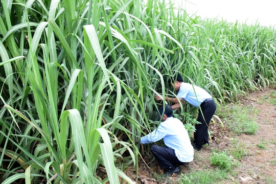 Công ty Cổ phần mía đường Sông Con: Đầu tư ngay từ đầu vụ để mía đạt năng suất cao