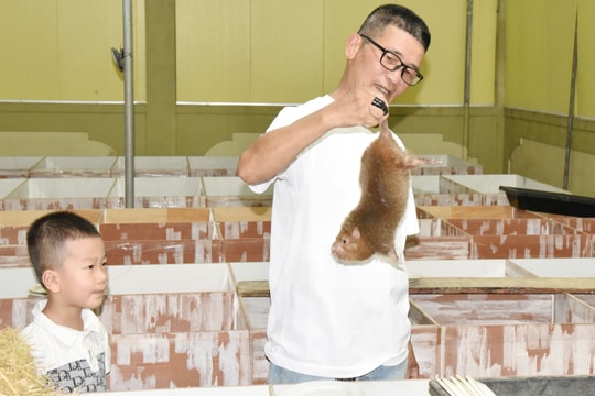 Nuôi loài vật không cần uống nước, nắng đỉnh điểm lão nông Nghệ An vẫn thu lãi