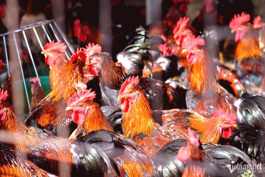 Chăn nuôi nguy cơ phá sản hàng loạt, hiệp hội kiến nghị loạt giải pháp cấp bách 