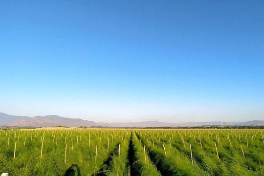 Cánh đồng măng tây xanh bạt ngàn của Tổng Công ty CP Vật tư nông nghiệp Nghệ An 