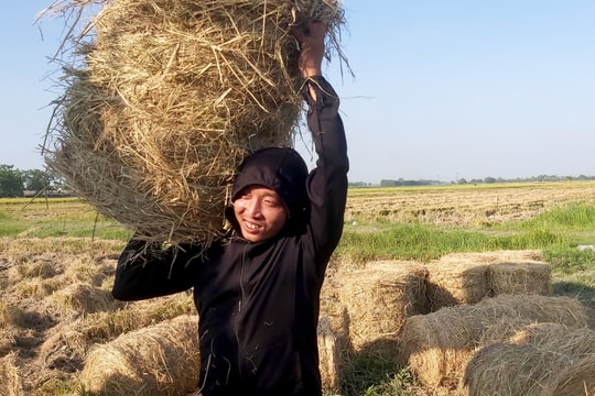 Đội nắng gom rơm, nông dân Nghệ An thu về hàng trăm triệu đồng