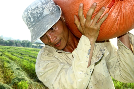Nông dân Nghệ An 'cõng nắng' 40 độ thu hoạch lúa xuân