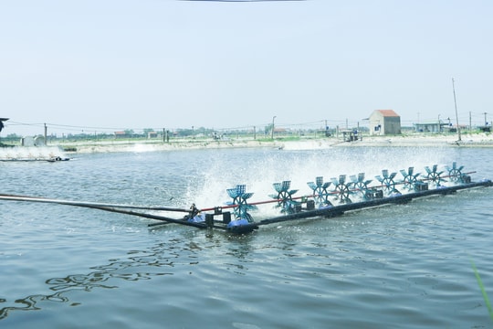 Gặp nhiều bất lợi, người dân Quỳnh Lưu giảm mạnh diện tích nuôi tôm