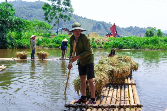 Nông dân Quế Phong vượt sông thu hoạch lúa dưới nắng nóng