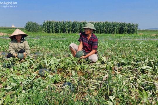 Dưa hấu chuẩn bị thu hoạch lại bị chết héo, nông dân thiệt hại tiền tỷ