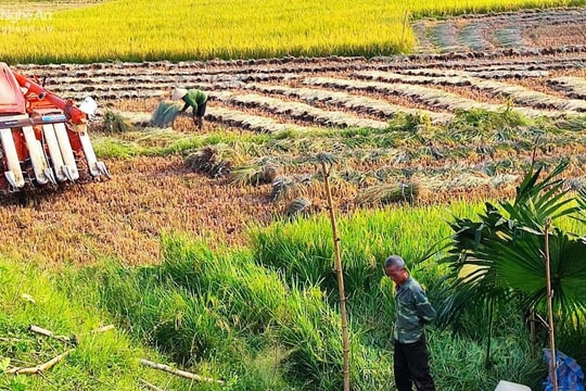 Lật máy gặt trên ruộng, 1 người đàn ông tử vong