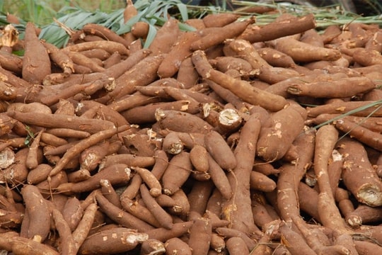 Trung Quốc chi gần 400 triệu USD mua trên 1 triệu tấn sắn của Việt Nam