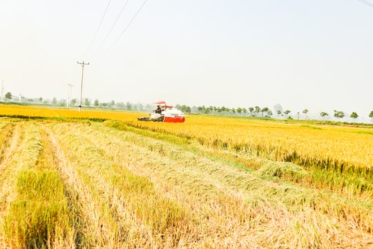Rộ mùa thu hoạch lúa xuân, máy gặt khan hiếm cục bộ