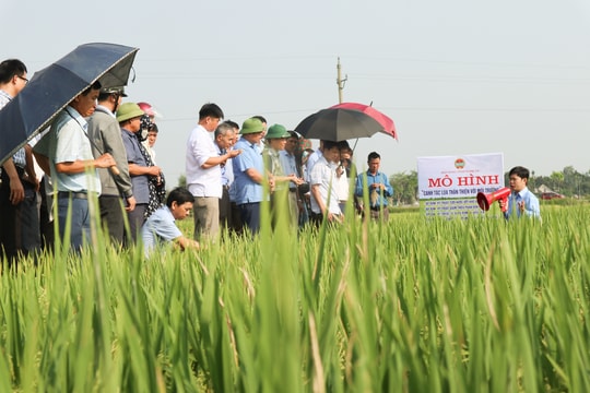 Hiệu quả vượt trội canh tác lúa cải tiến ở Thanh Chương