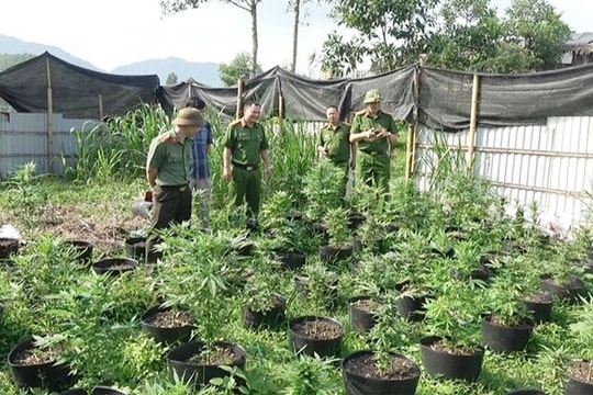 Trồng gần 900 cây cần sa trong lán trại, lắp cả thiết bị sấy khô