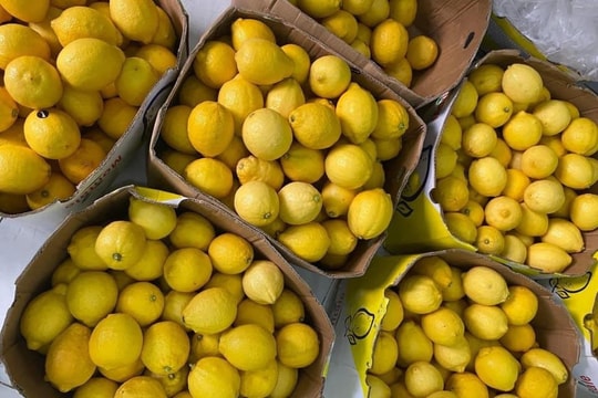 Chanh vàng giải nhiệt 30.000 đồng/quả 'cháy hàng'; Giá cà phê trong nước giảm