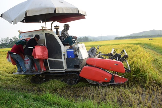 Thợ gặt đội nắng chạy đua với thời vụ