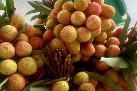 Khách xếp hàng mua vải thiều u trứng trắng 90 nghìn đồng/kg, giá lúa Hè thu neo ở mức cao