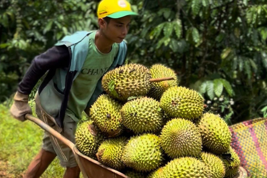 Bán hàng sang Trung Quốc: Việt Nam thắng về lượng, thua xa Thái Lan về giá trị