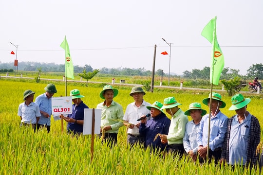 Tập đoàn ThaiBinh Seed: Nhiều bộ giống lúa cho năng suất vượt trội 