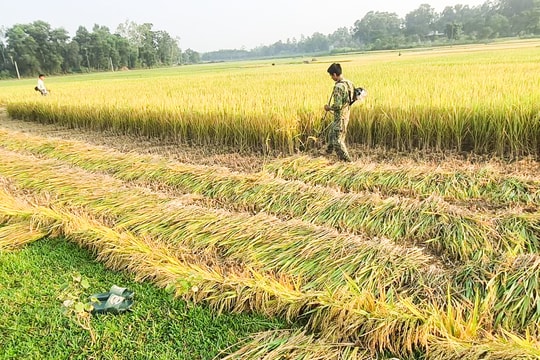 Thiếu máy, lo mưa tiểu mãn, nông dân Nghệ An hối hả gặt tay