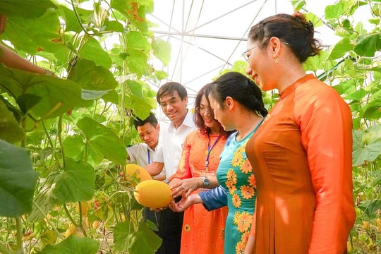 Mô hình dưa lưới nhà màng ở TX Cửa Lò cho doanh thu gần 100 triệu đồng/vụ