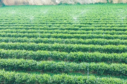 Nông dân Nghệ An 'thay trời làm mưa' chống hạn cho chè