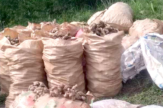 Giá gừng tăng, nông dân miền Tây Nghệ An tích cực thu hoạch