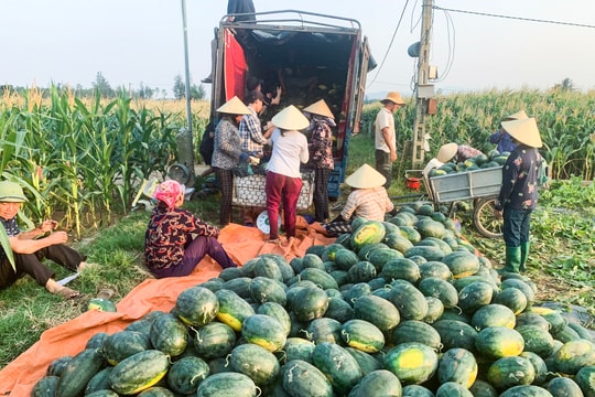 Dưa hấu chín sớm giúp nông dân Nghệ An thu lãi hơn chục triệu đồng mỗi sào