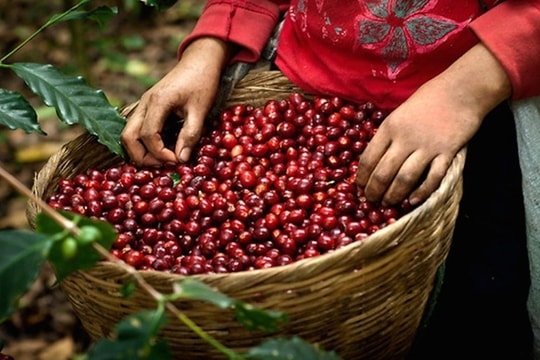 Giá gas tiếp tục giảm; Cà phê cao nhất từ đầu năm đến nay