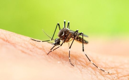 Lý do một số người bị muỗi đốt nhiều 