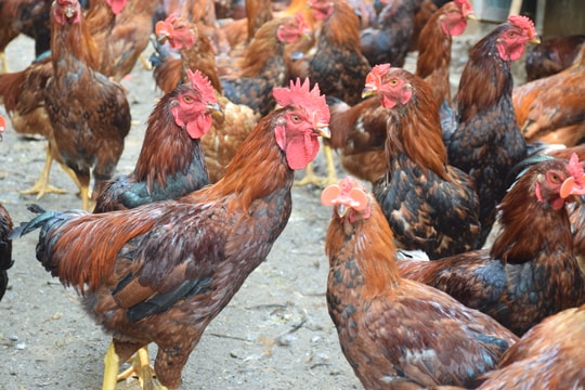 Nghệ An xử lý nghiêm các trường hợp vận chuyển trái phép gia cầm qua biên giới