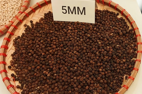 Giá tiêu hôm nay 29/10/2024: Giảm mạnh đến 2,500 đồng/kg