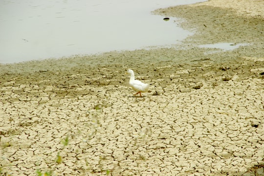 Nắng nóng kéo dài, nhiều hồ đập tại Nghệ An cạn trơ đáy