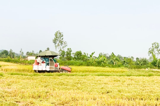 Vì sao các vùng đồng ở Thanh Chương có chênh lệch giá gặt máy?