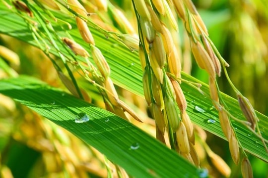 Giá thép và xăng dầu giảm, lúa gạo xuất khẩu tăng mạnh