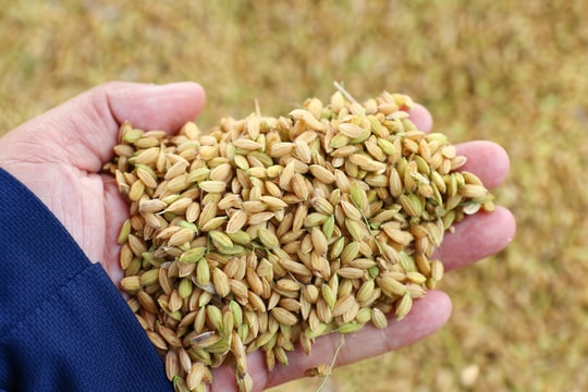 Được giá, nông dân Nghệ An bán lúa tươi ngay tại ruộng