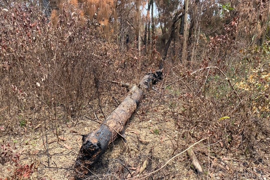 Cần phải dọn dẹp cành lá, thực bì khô sau vụ cháy rừng ở Đô Lương 