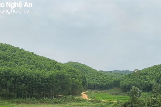 Trả lời kiến nghị của cử tri Quỳ Hợp về việc cho thuê đất rừng để trồng keo nguyên liệu