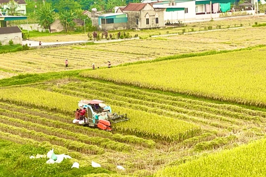 Quỳnh Lưu hướng đến xây dựng cánh đồng 'không dấu chân'