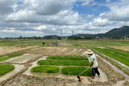 Nông dân Nghệ An tích cực làm đất, bắc mạ sản xuất vụ hè thu