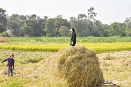 Lợi ích kép từ việc hạn chế đốt rơm rạ ngay tại ruộng