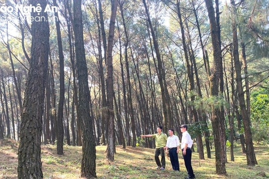 Trả lời kiến nghị cử tri Nam Đàn về việc cắm mốc chỉ giới giữa rừng đặc dụng và rừng phòng hộ