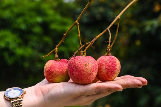 Loại vải thiều đặc biệt: Khách tranh mua, thu 800 triệu/ha dân vẫn 'ngại' trồng