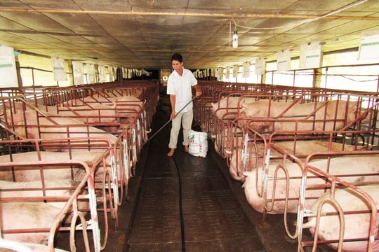 Giá lợn hơi tiếp tục tăng; Thị trường thức ăn cho thú cưng tăng trưởng hơn 10 lần