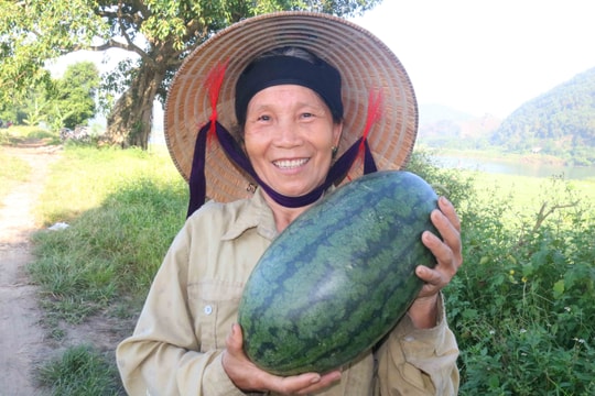 Nắng to, dưa hấu Nam Đàn chạy hàng, được giá