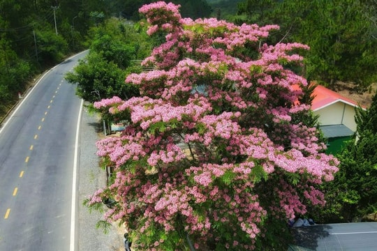 3 địa điểm ngắm phượng hồng ngày hè