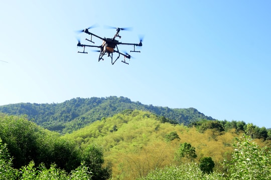Dùng máy bay không người lái phun thuốc diệt châu chấu phá hoại rừng mét