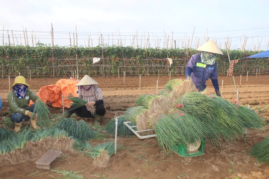 Nông dân Nghệ An phấn khởi vì hành hoa được giá