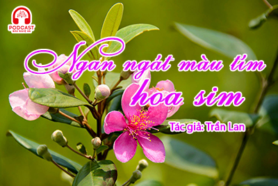 Tản văn hay: Ngan ngát màu tím hoa sim