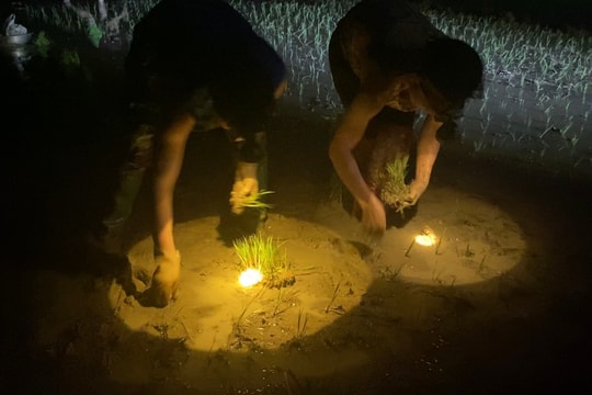 Nông dân Yên Thành làm đất, cấy lúa xuyên đêm tránh nắng nóng 