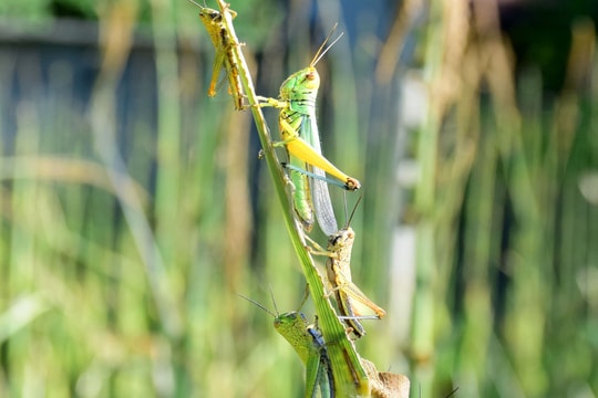Chuyên gia chỉ cách diệt và phòng trừ châu chấu phá hoại cây trồng