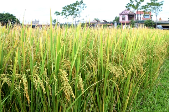 Lúa xuân Tân Kỳ đạt năng suất bình quân cao nhất từ trước đến nay