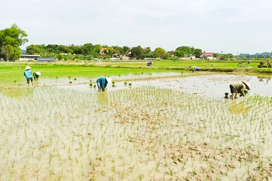 Tranh thủ có nước, thợ cấy Nghệ An 'chạy hết công suất'